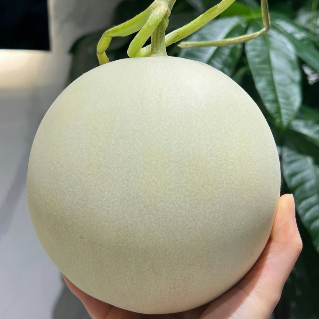 玉菇瓜1150g左右