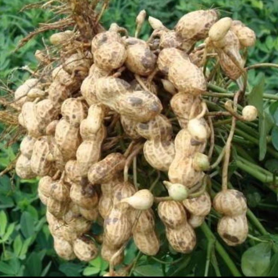 农家新鲜现挖带壳湿花生农家自种可生吃水煮