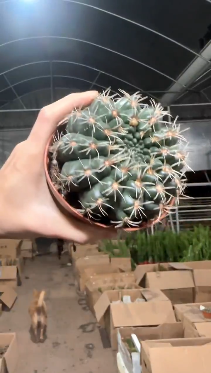实生根 绯花玉 8-11cm