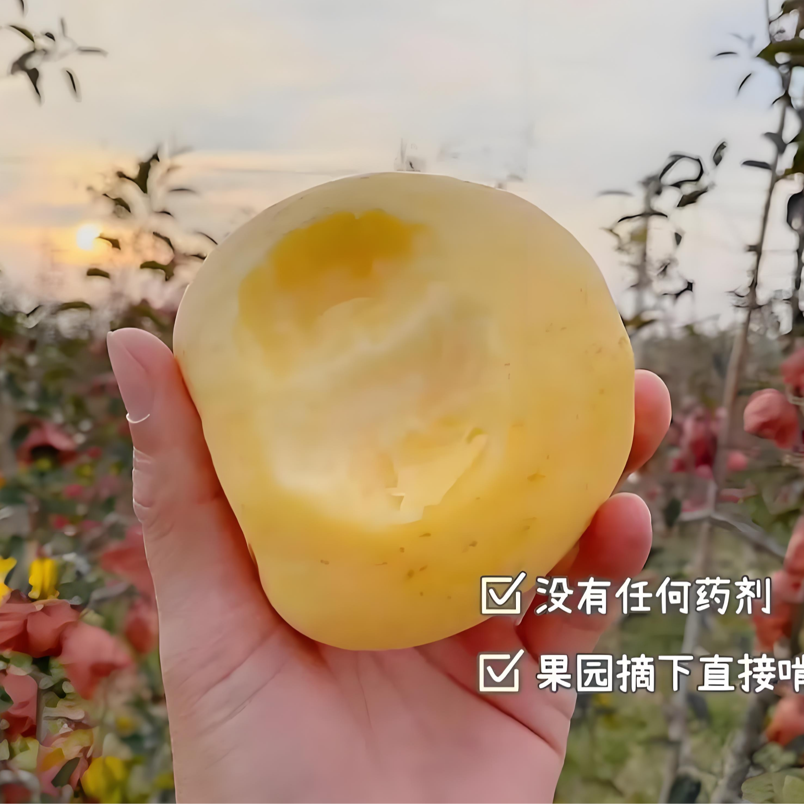 雀斑维纳斯苹果毛3.8斤黄金维纳斯山东省