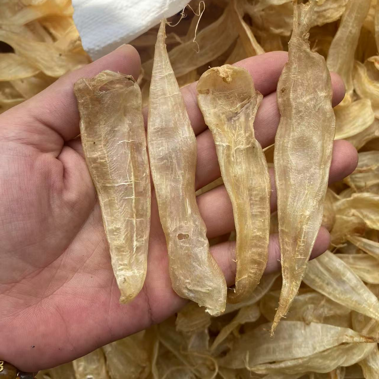 140-430头清水豆仁公鱼胶花胶奶冻炖汤孩儿胶滋补