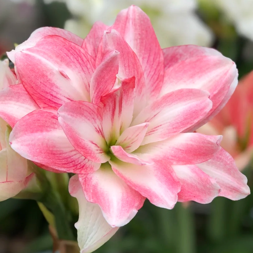 【选美皇后】直播间讲解为准★朱顶红种球