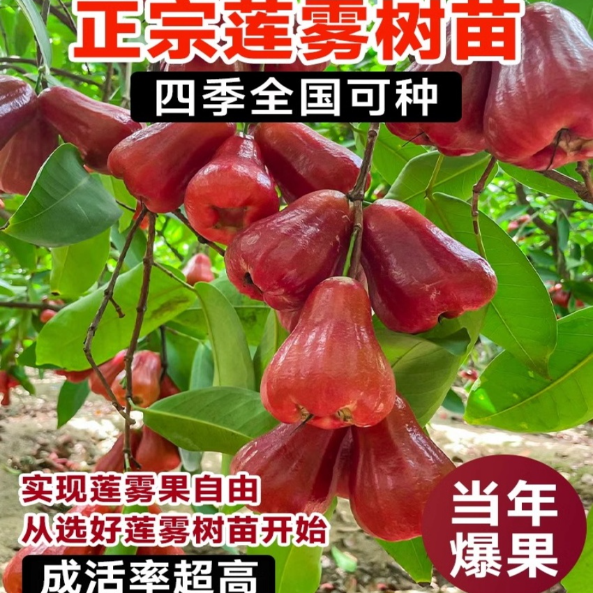 【5年苗买一送一】黑金刚莲雾树苗黑糖芭比台湾嫁接四季果树地栽