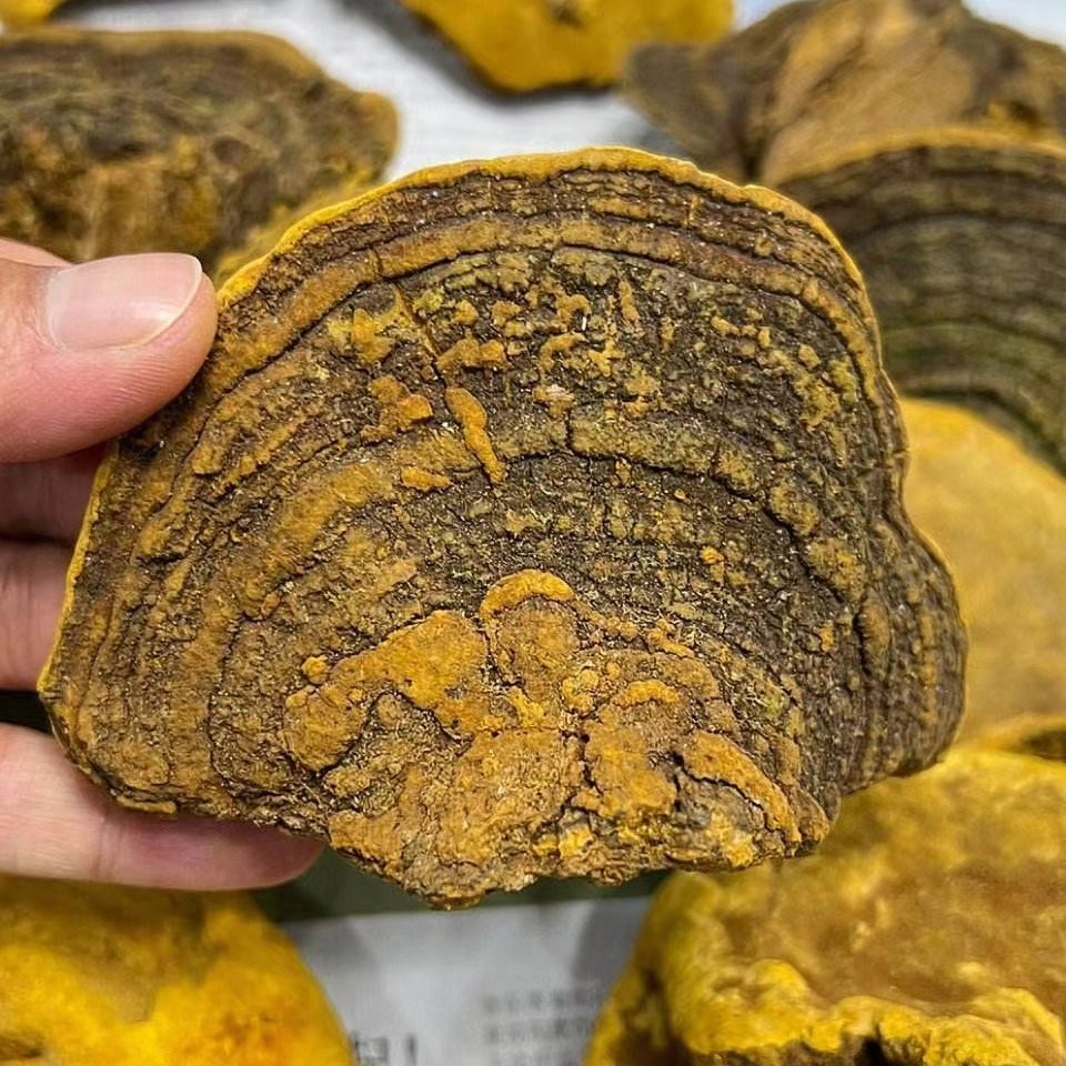  【桑黄】净重200g/500g 正宗非人工种植桑树桑黄 