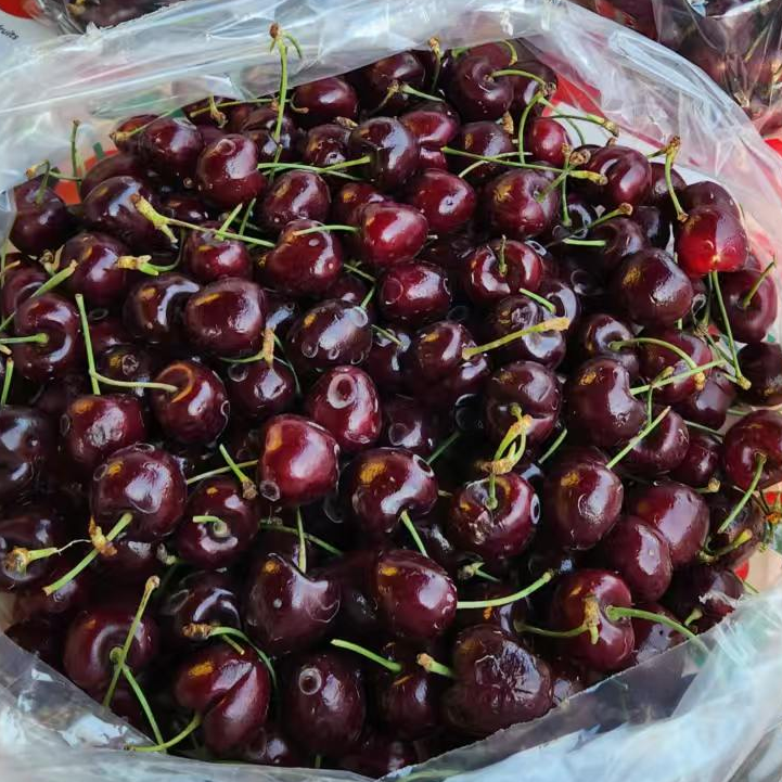 桑提娜3JD车厘子1件（5斤原箱）售后：15颗坏果不予售后。机械伤，软果，压痕不属于坏果。介意勿拍