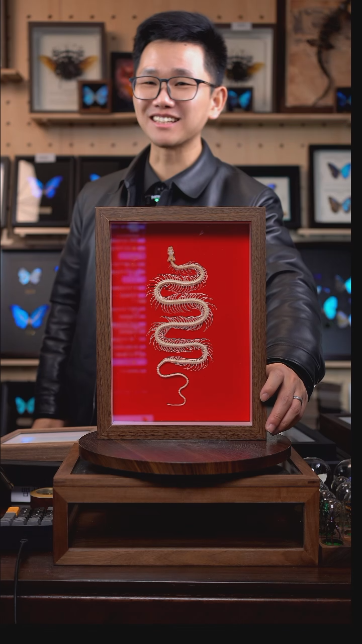 蛇骨标本红色植绒底A4框i221