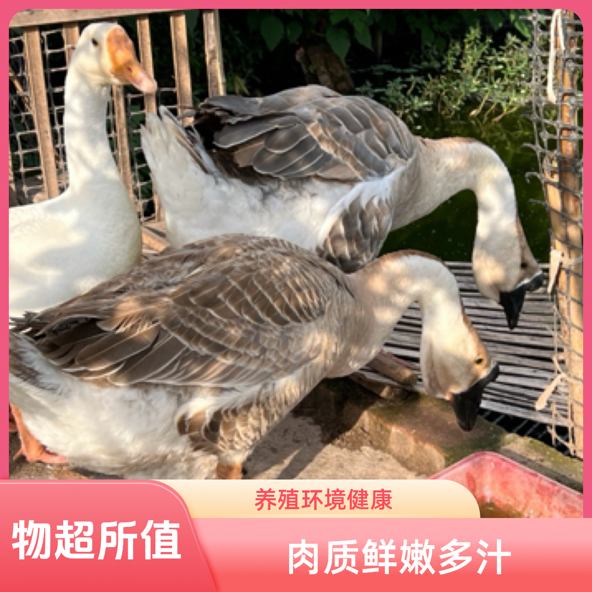 正宗农家散养大鹅可长大型好喂养适合当宠物
