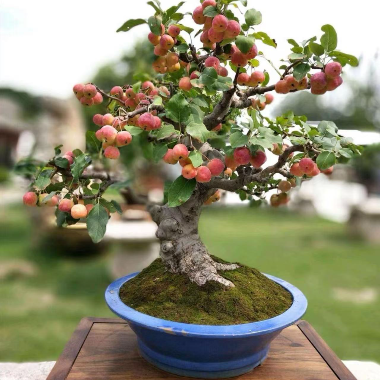 海棠耐寒带花苞盆景精品老桩南北方耐寒耐热一物一拍