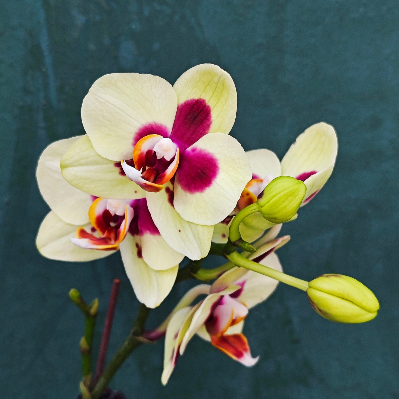 【小浣熊】3.0寸杯双花剑绿色系高品质精品蝴蝶兰