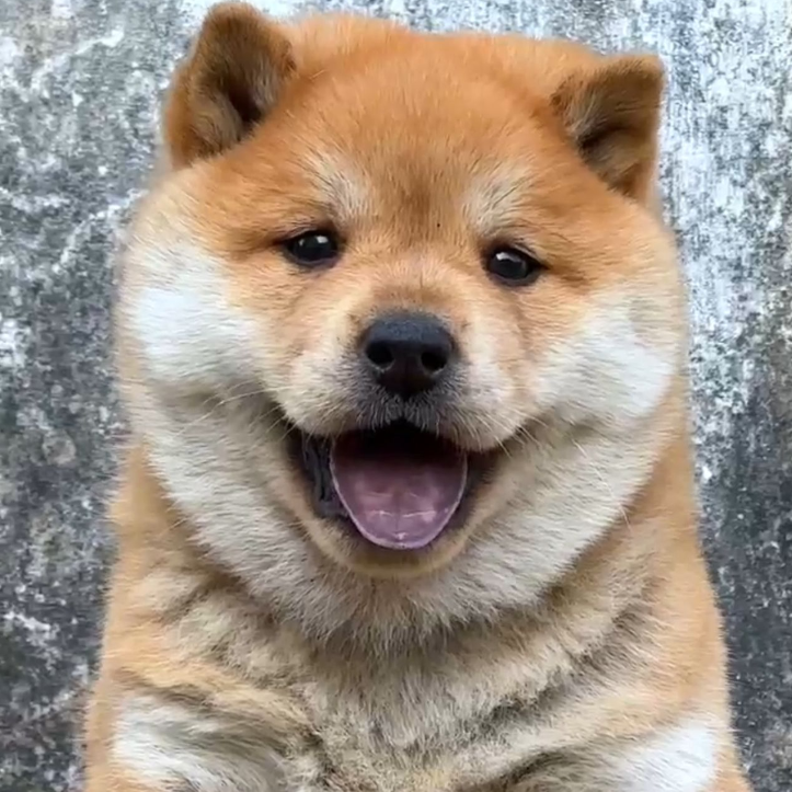 （桂味小萌犬）T 狗狗活体