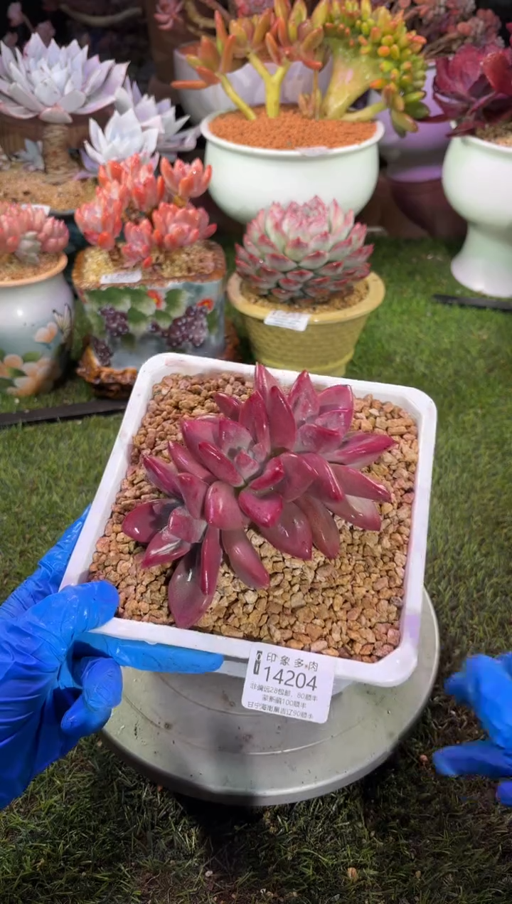 【闪购商品】14204