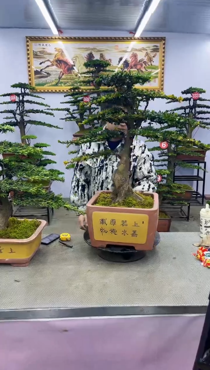 【闪购商品】八斗松/松类活物造型盆景，以直播间截图为啊啊啊