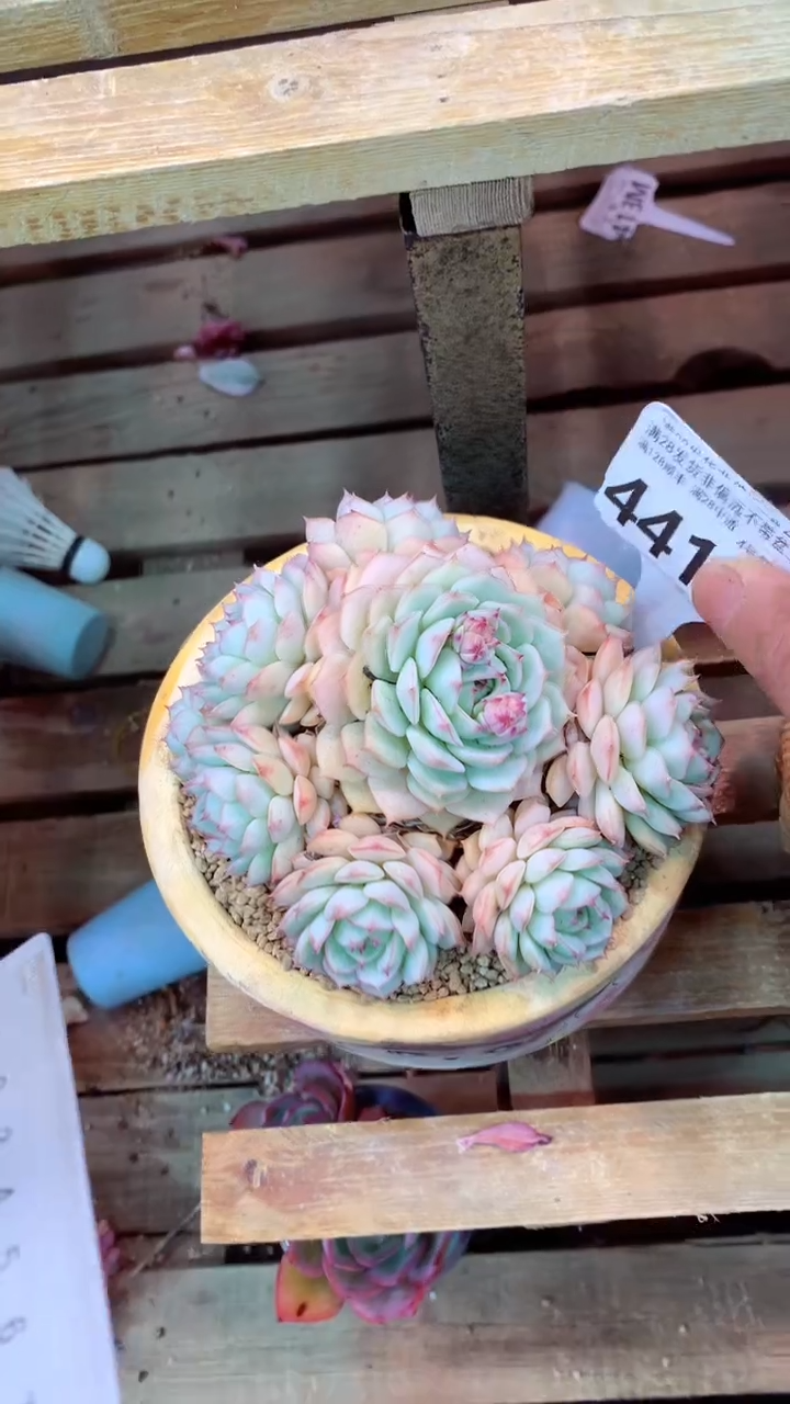 441 U（一物一拍，精品多肉，w所见即所得 ）