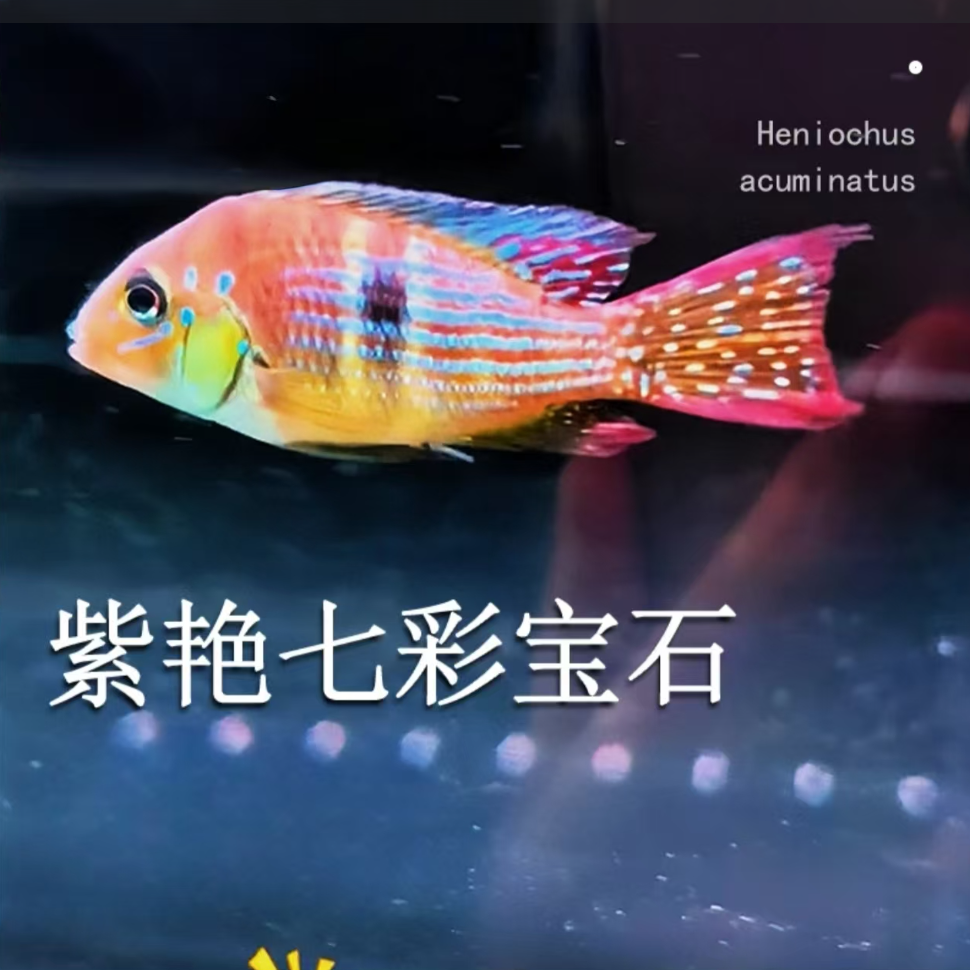 紫艳七彩宝石观赏鱼