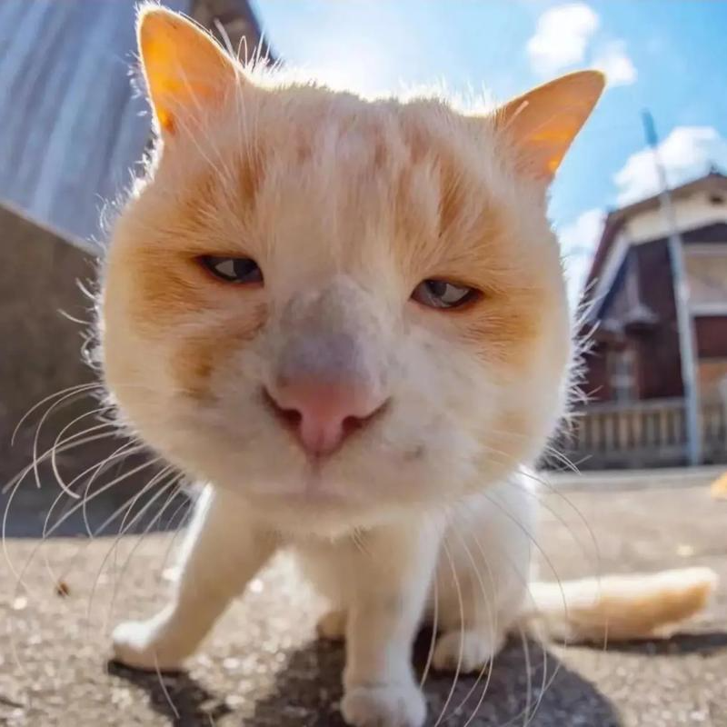【199冻干盒子】庄爪虎宠物食品盒子链接
