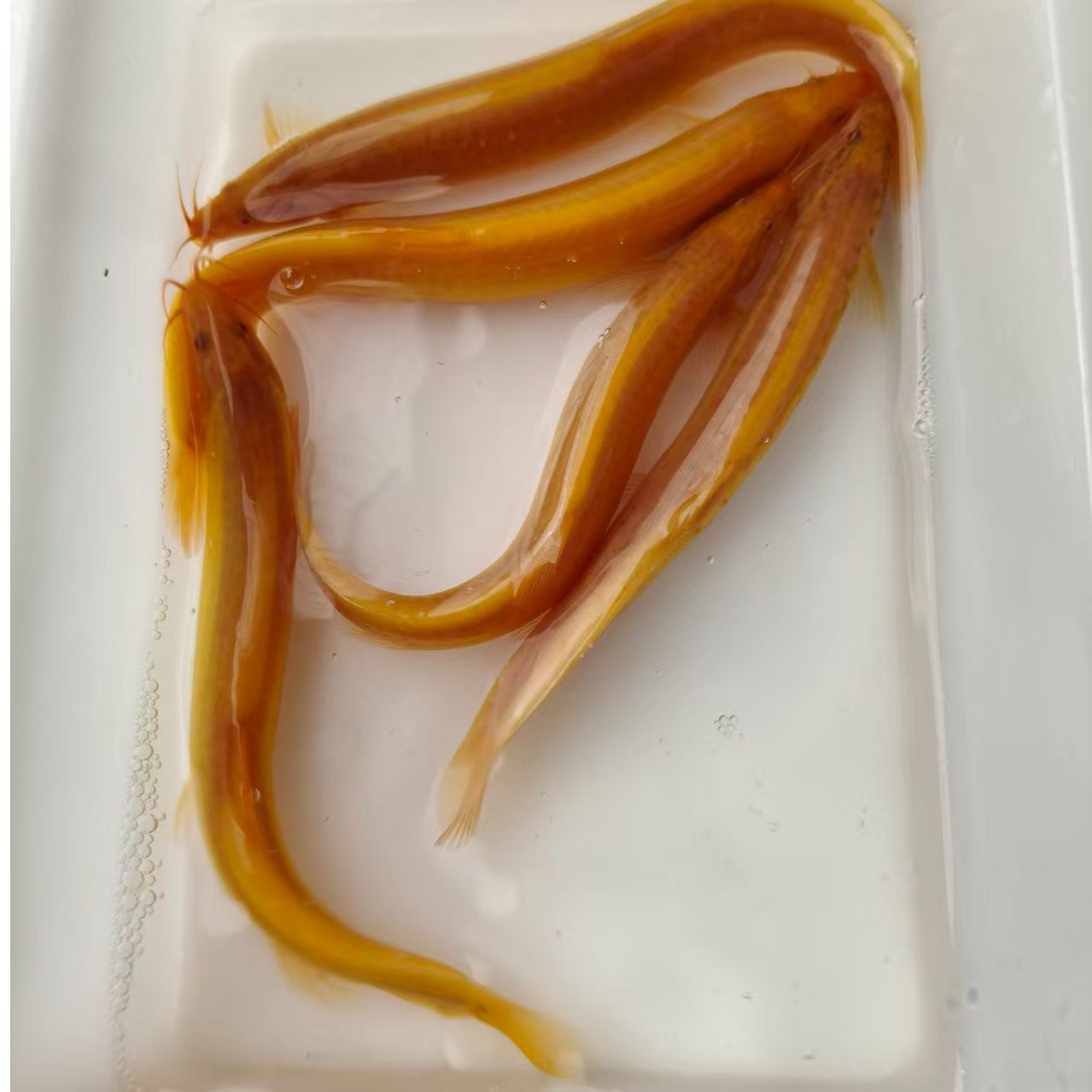 泥鳅金龙鳅清道夫淡水观赏鱼好养耐活不用打氧