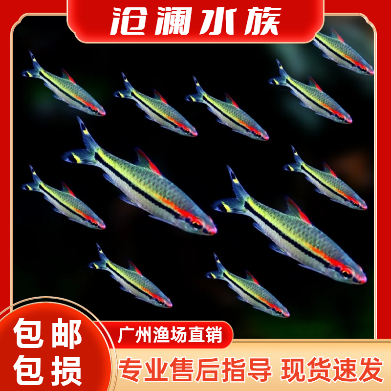 一眉道人鱼红眉道人鱼灯科鱼混养热带淡水鱼活体鱼草缸群游观赏鱼