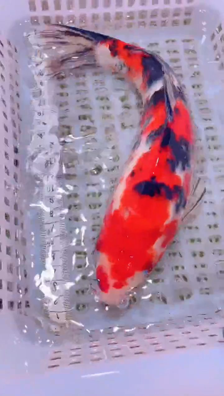 锦鲤冷水观赏鱼全场包邮244