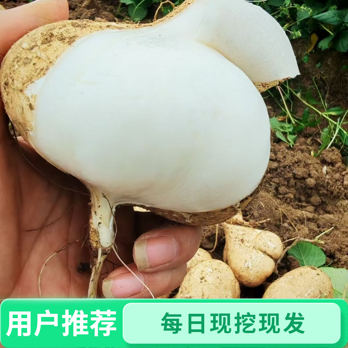 每日现挖贵州安顺镇宁新鲜沙地种植脆甜多汁凉薯地萝卜当季水果