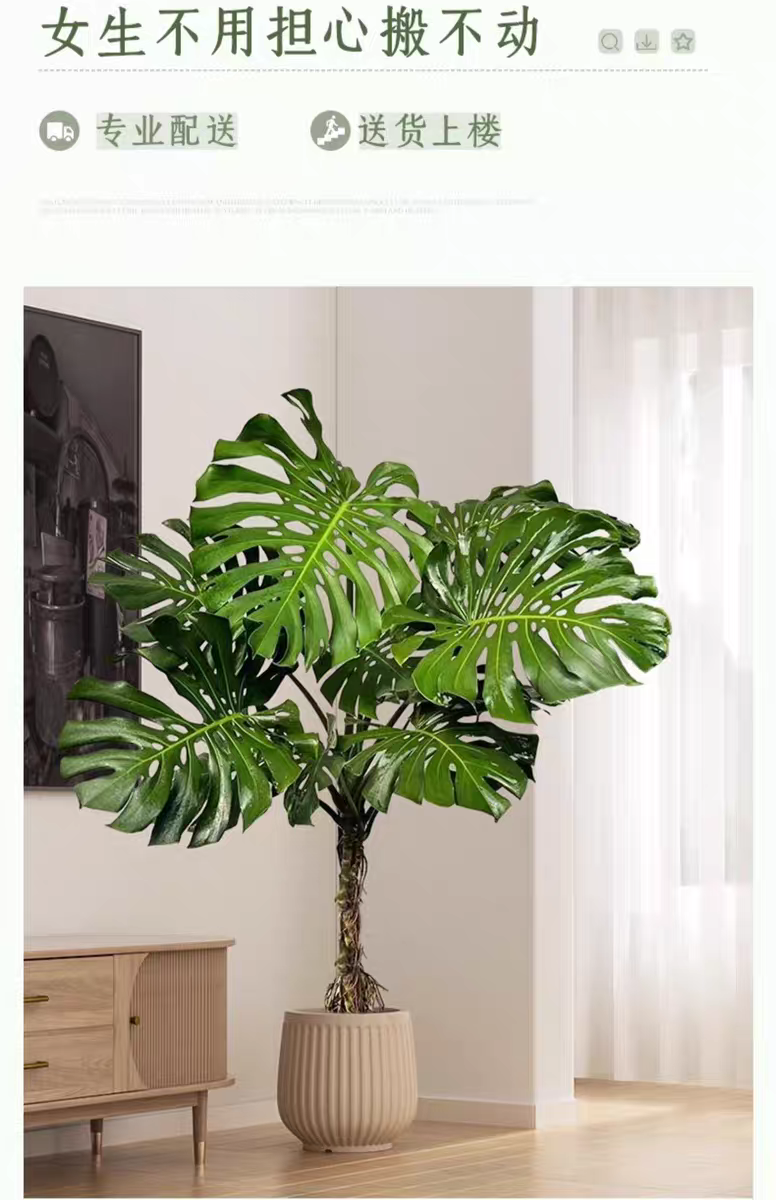 大型龟背竹老桩盆栽可土水培适合客厅办公室的除甲醛绿植