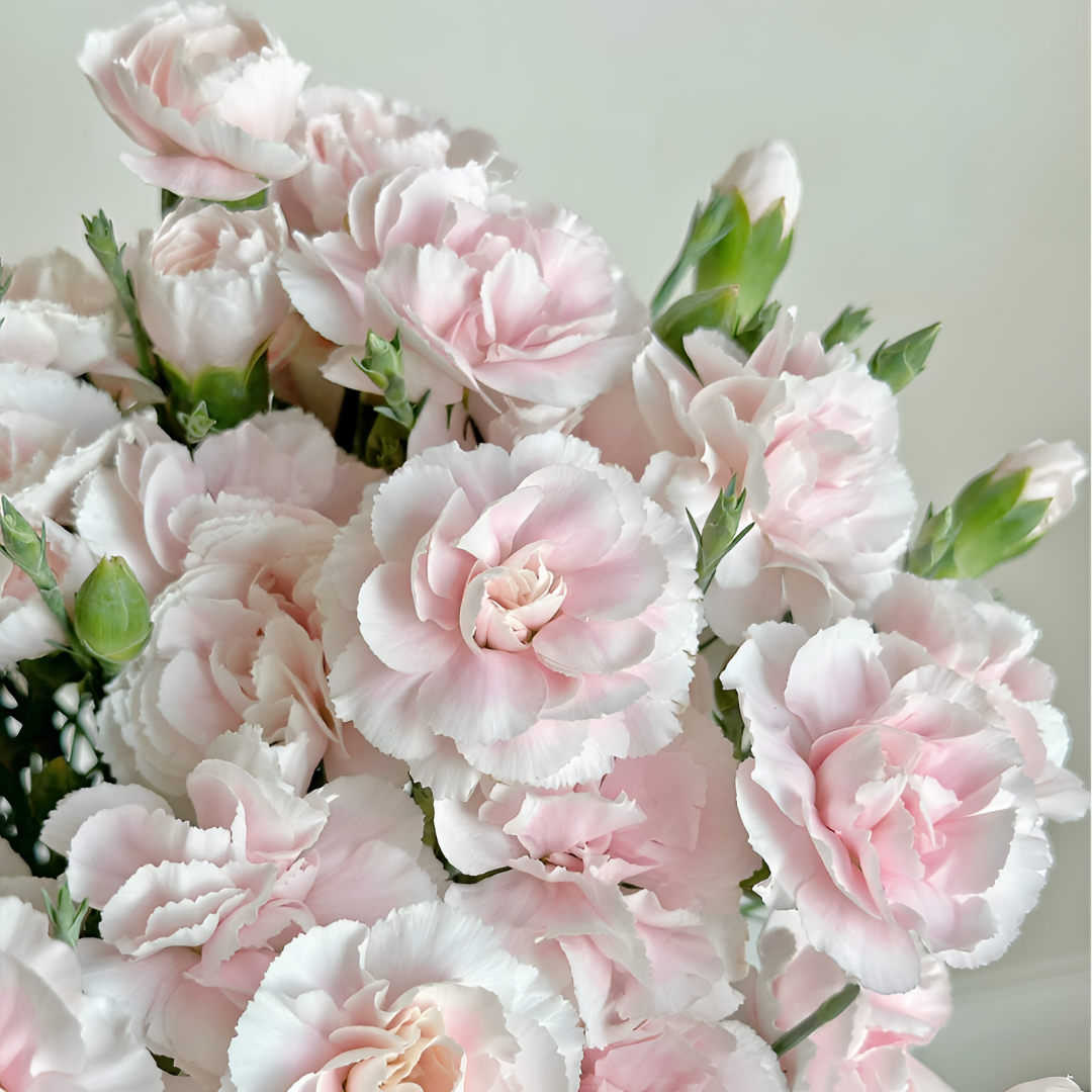 【少女信筏】家用鲜花花束鲜花直播间现场直播卖花云南省鲜花