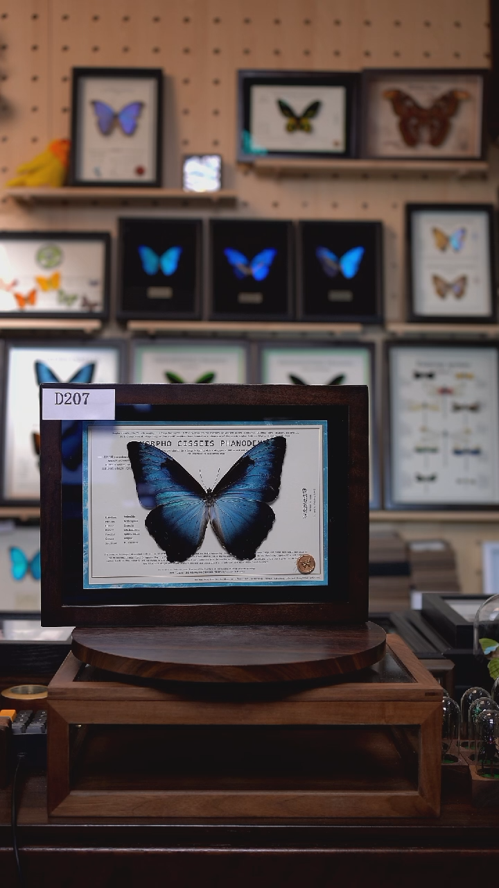 风*扬蝴蝶标本摆件一口价月神闪蝶p亚d207