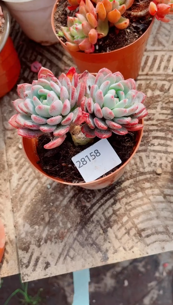 ?****?跃跃精品多肉28158