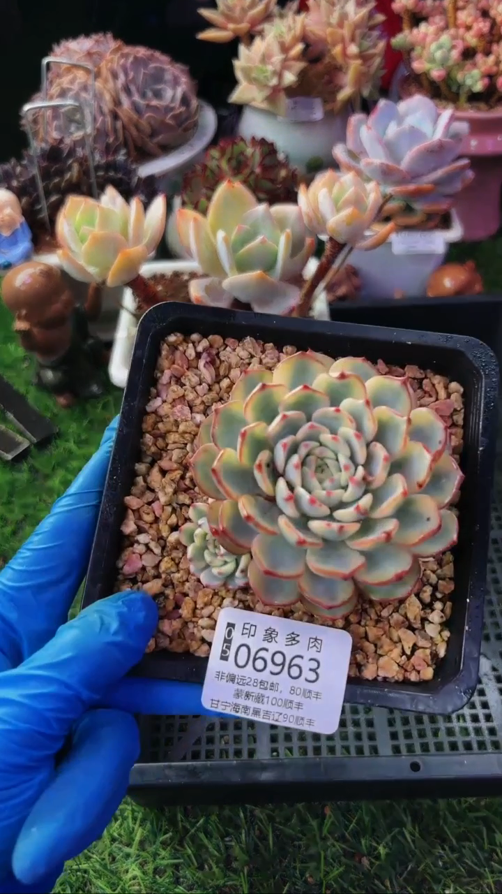 昆明印象多肉06963