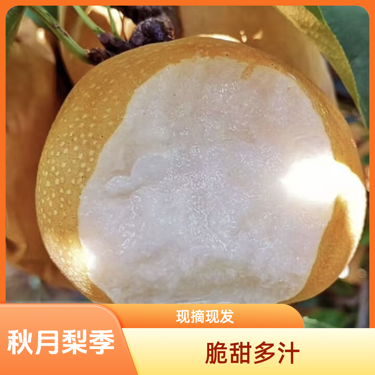 梨水果特大秋月梨现摘现发脆甜多汁皮薄多汁新鲜当季山东省