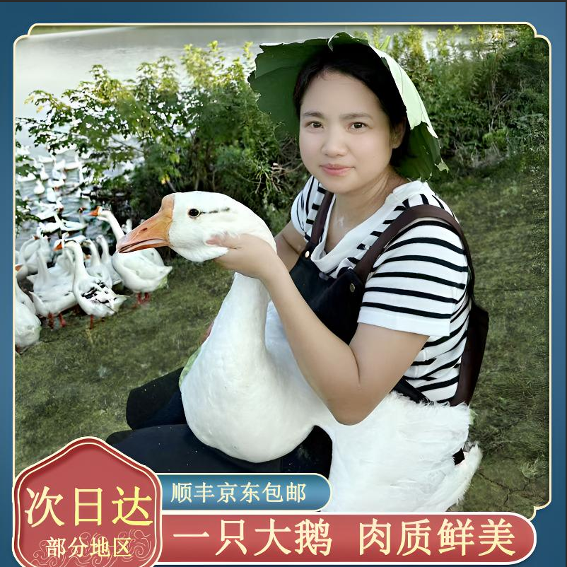  农家散养大白鹅青年鹅现宰现杀毛重14斤净重8斤左右带内脏含心肝