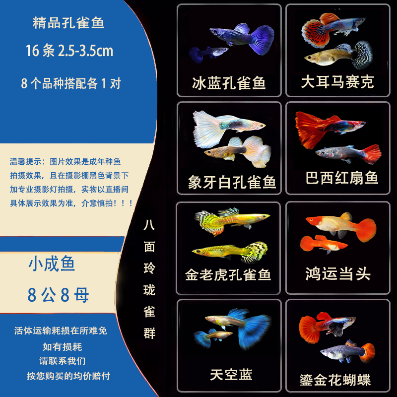 八面玲珑精品大小全家福精选套餐小孔雀鱼8个品种多套餐可选