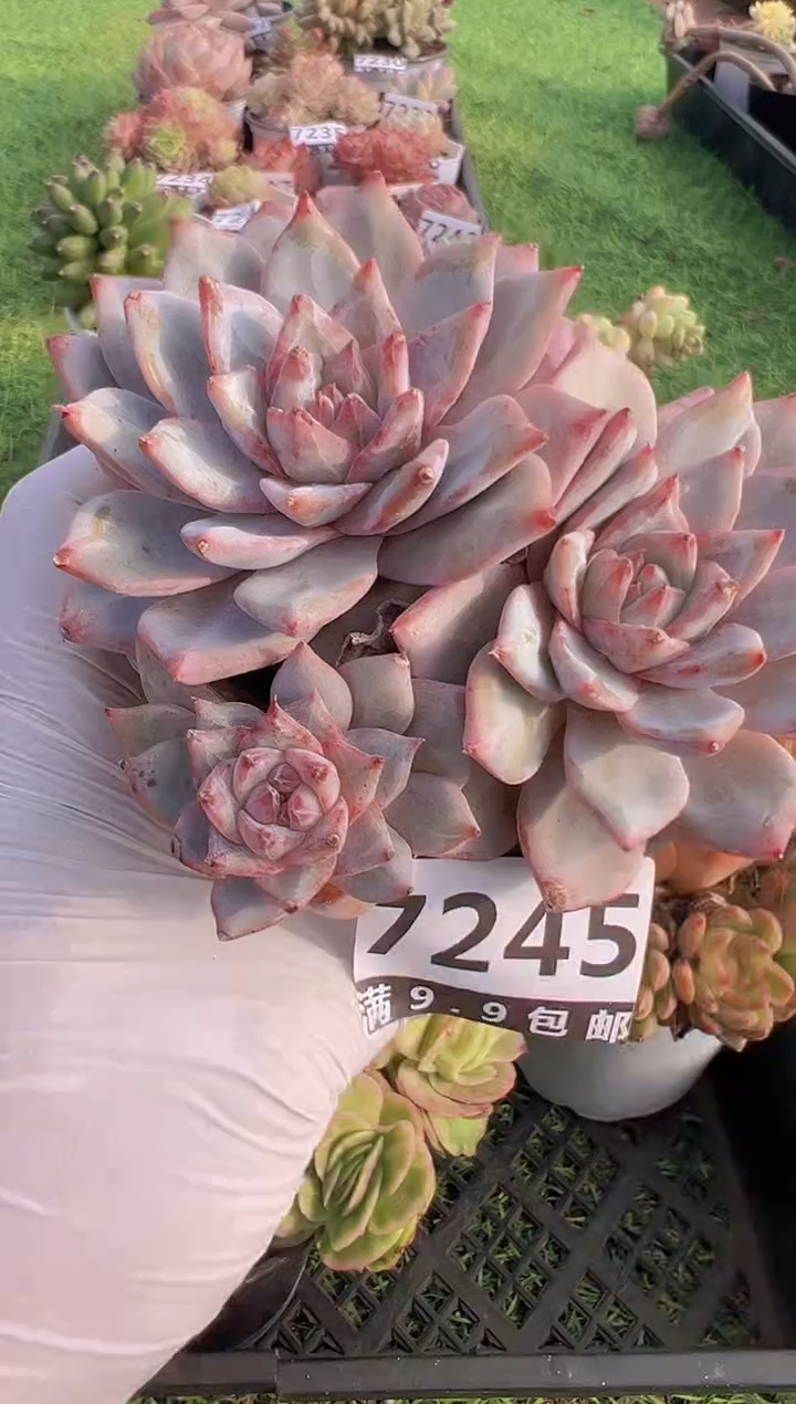 【闪购商品】信福多肉一物一拍