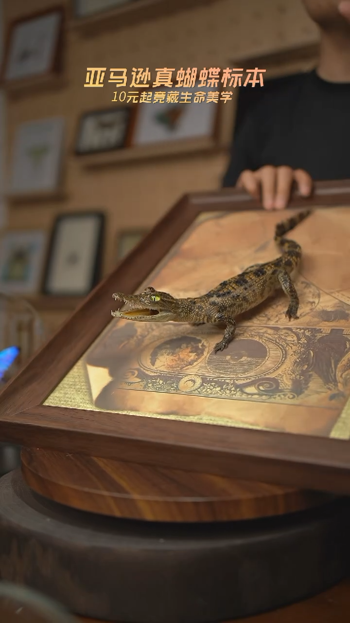 有机玻璃暹罗鳄标本S型尾巴