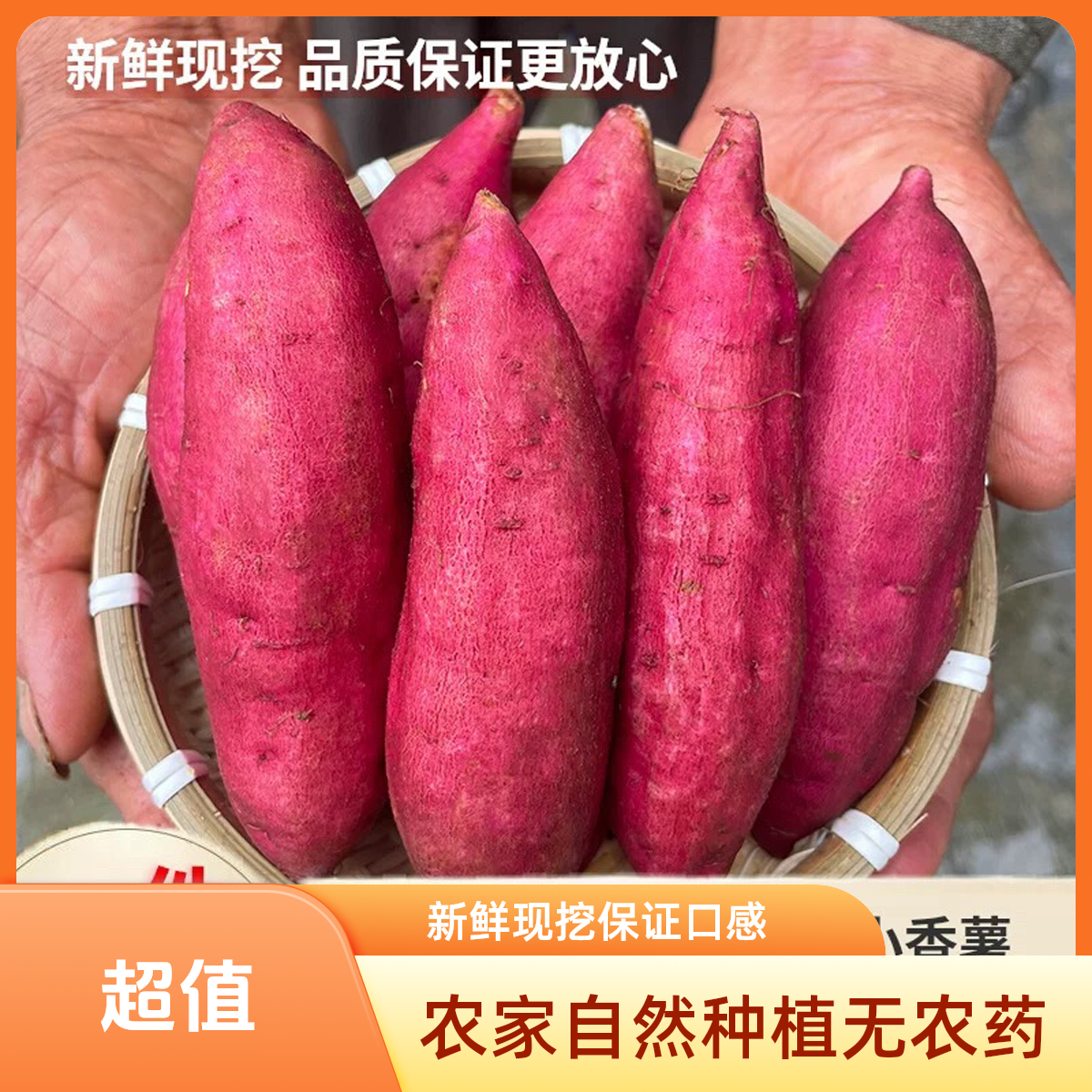 正宗临安天目山小香薯农家种植板栗红薯新鲜现挖老少皆宜代餐粗粮板栗红薯浙江省