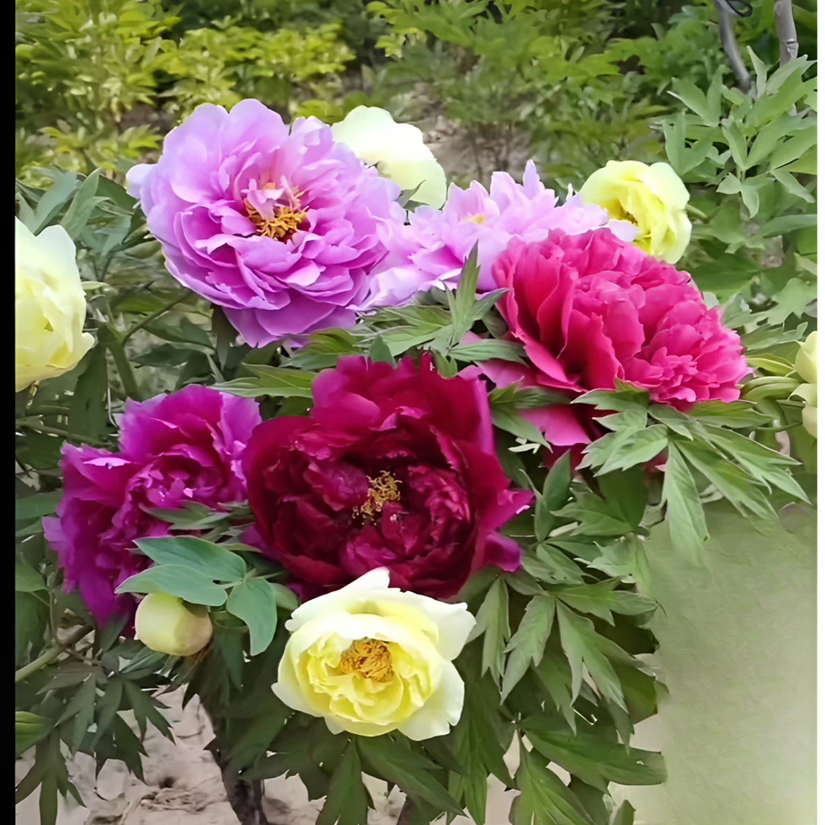 【什锦】重瓣牡丹花浓香型盆栽耐寒植物室内外均可栽种牡丹