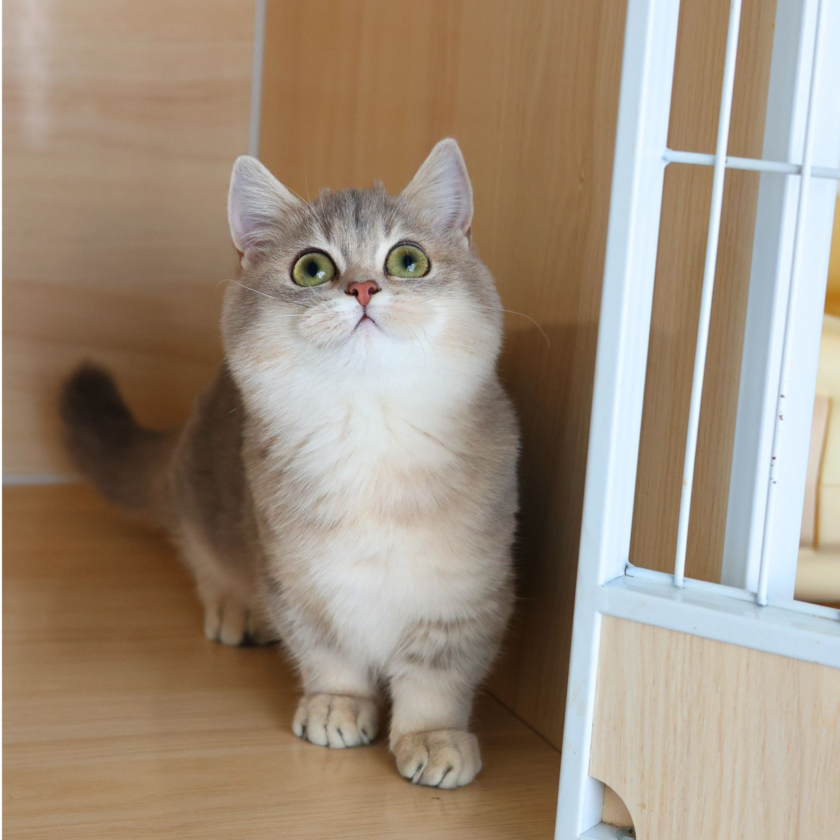 曼基康蓝金矮脚妹妹