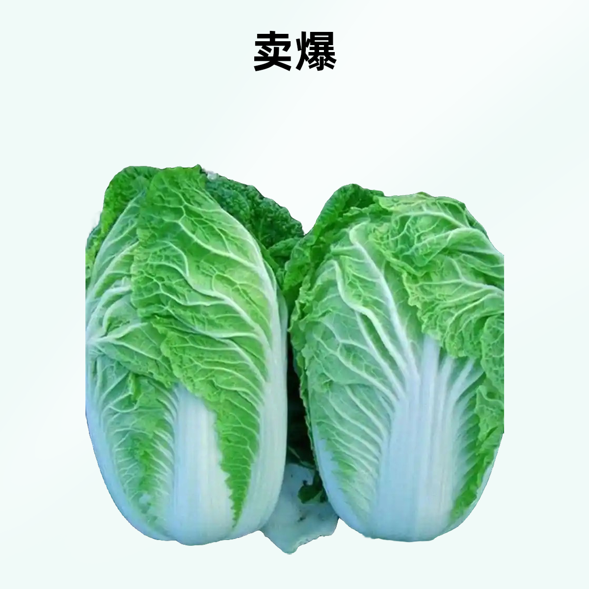 白菜三斤左右