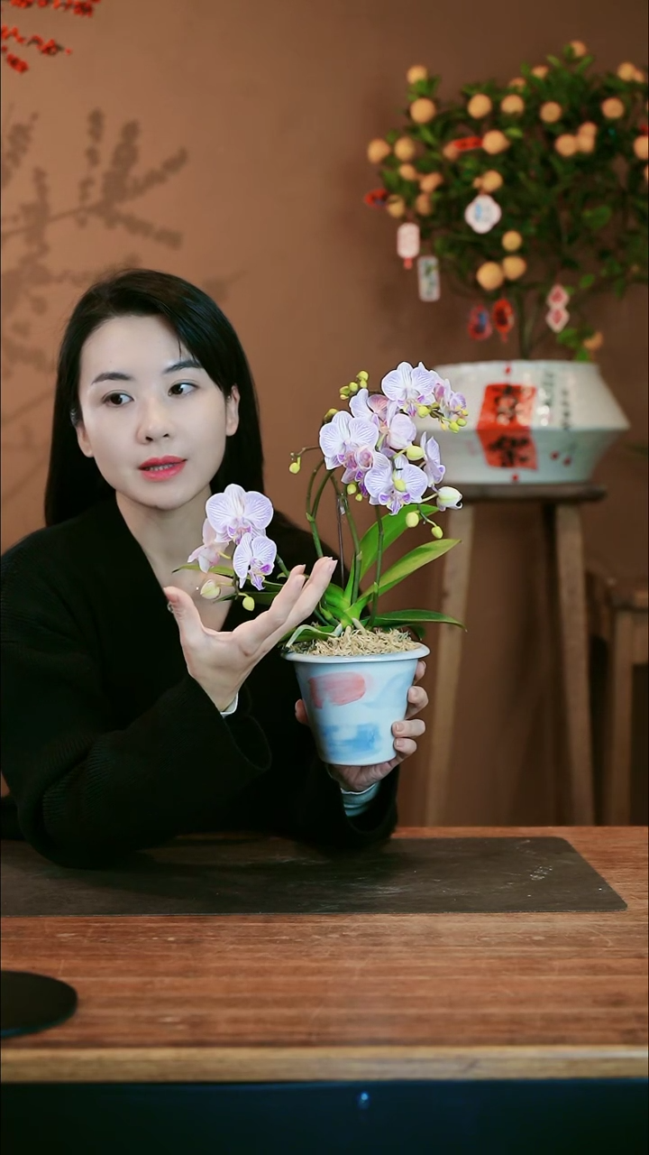 【闪购商品】盆景小梦境