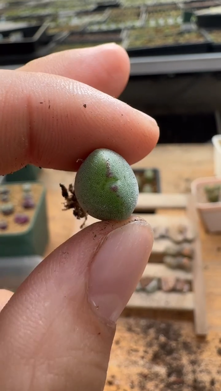 【闪购商品】1/22-174