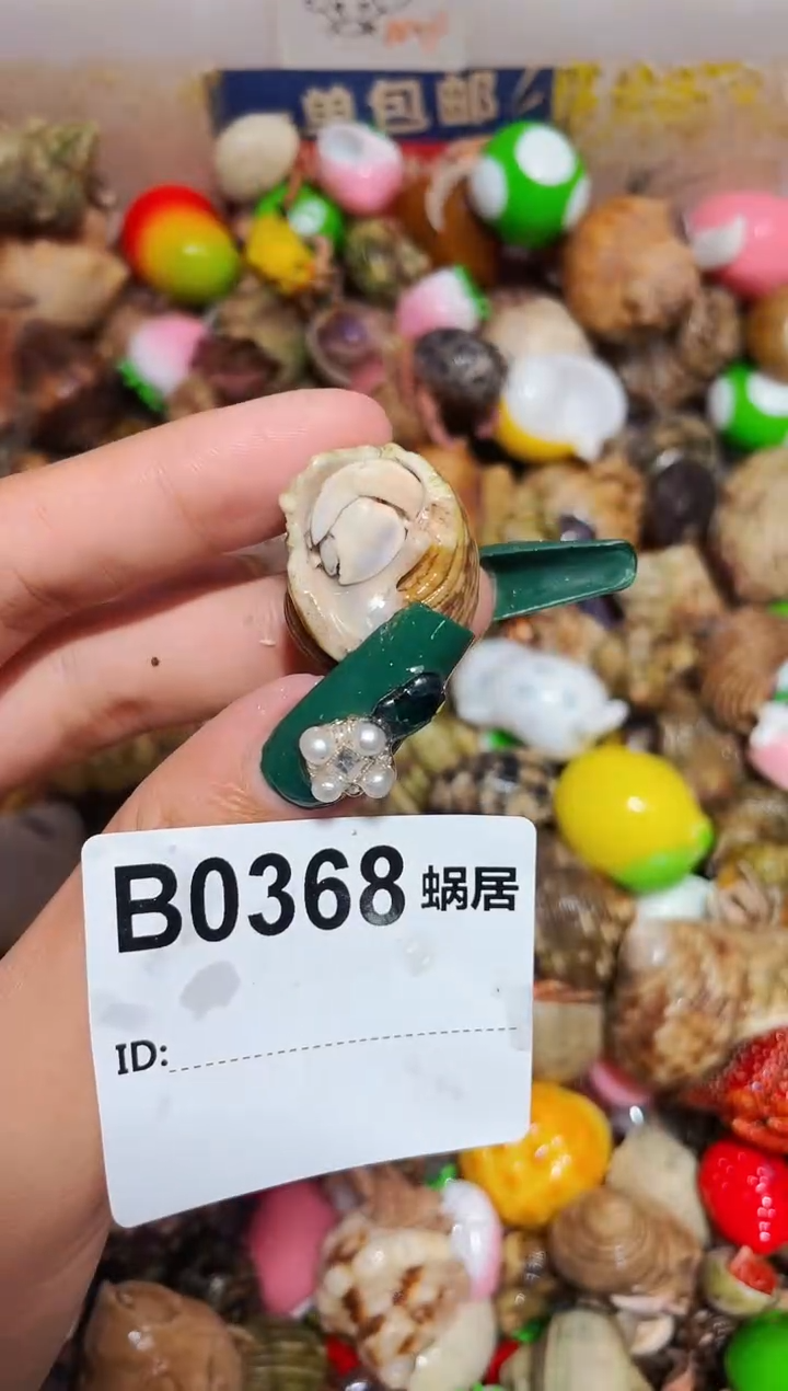 陌派甄选寄居蟹036