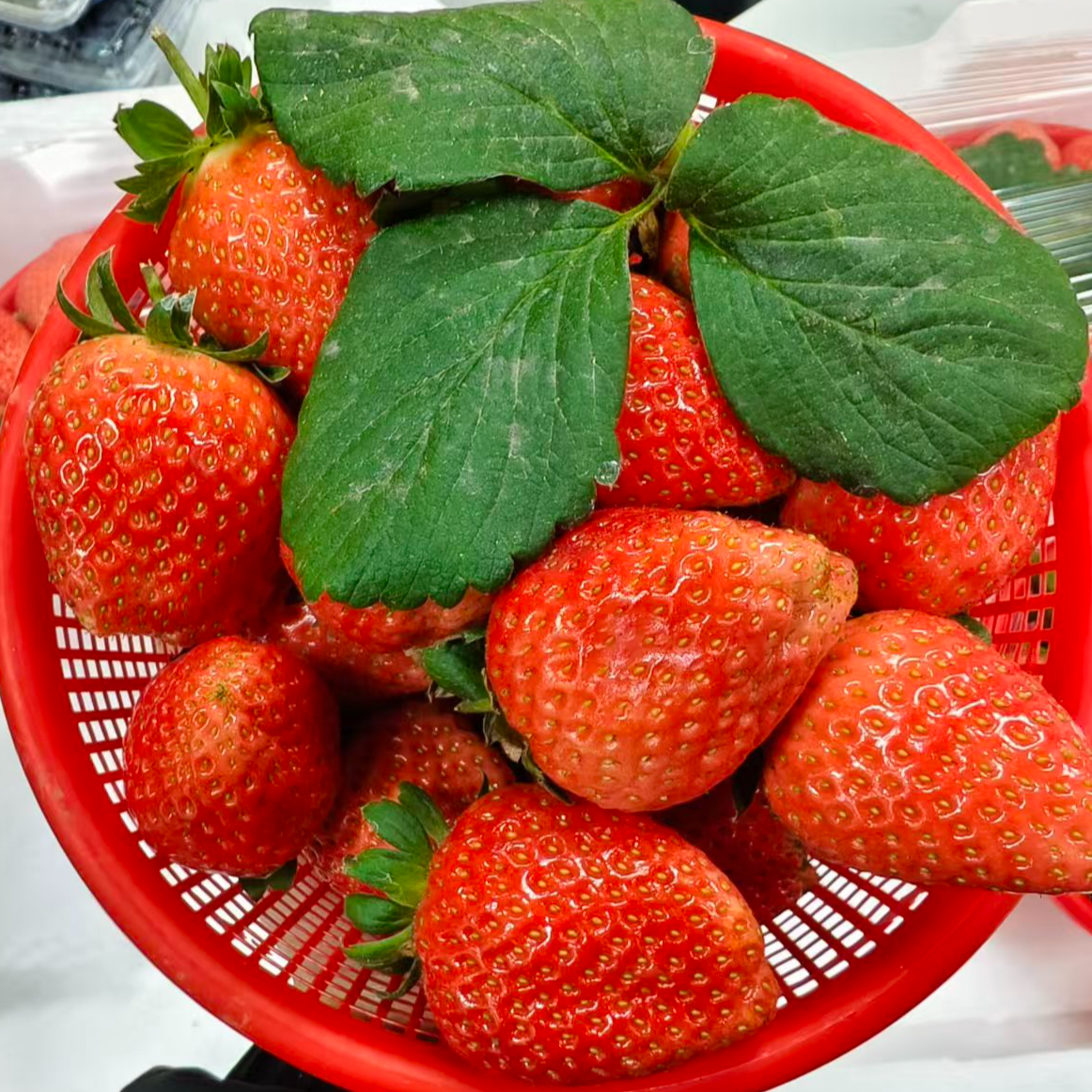 草莓  酸甜可口河南省