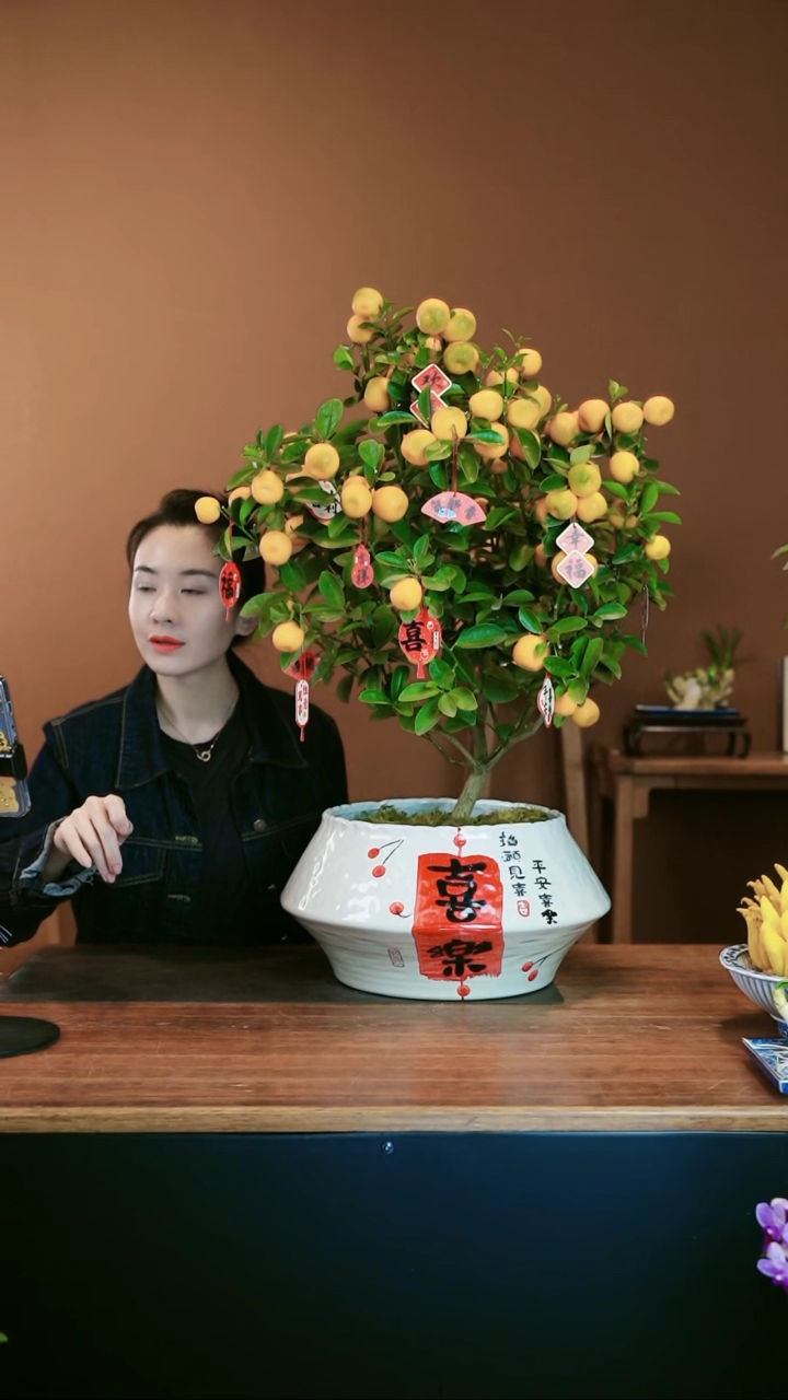 【闪购商品】盆景大金橘