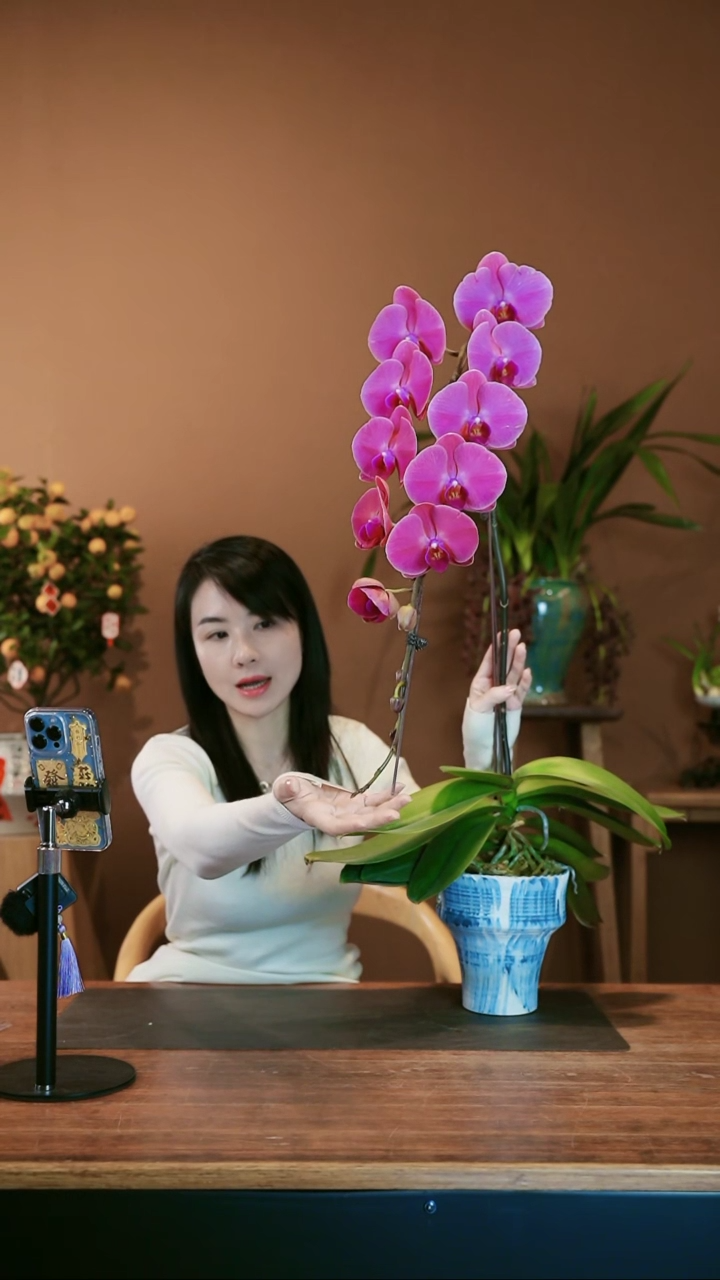 【闪购商品】盆景龙兰