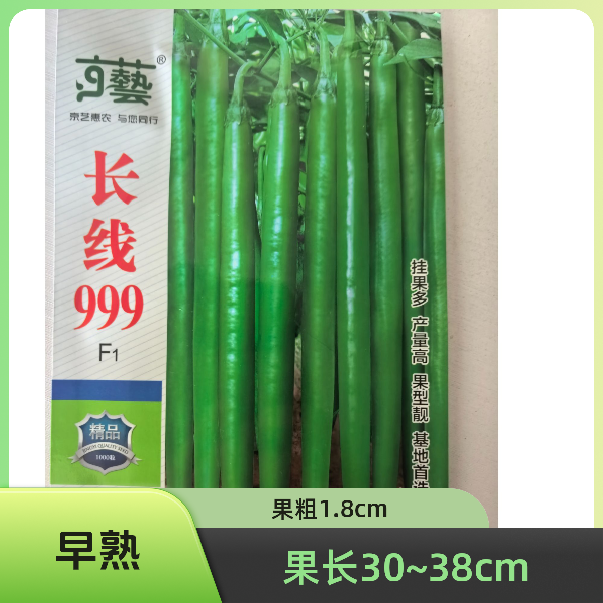 京艺长线999高产线椒种子，早熟，色绿，光滑顺直，顿尖，商品性好。