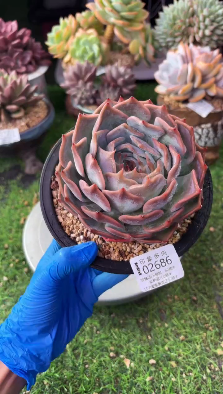 昆明印象多肉02686