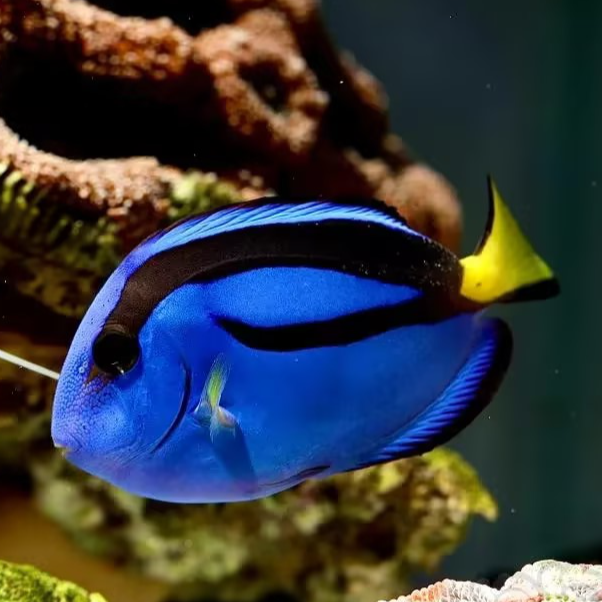 海水观赏鱼  蓝吊（多莉）新手好养鱼