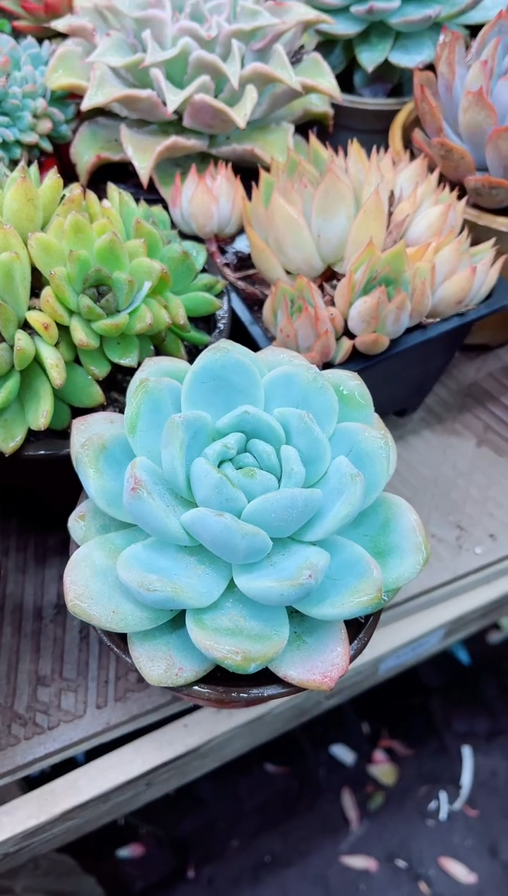 红*然15005多肉植物一物一拍