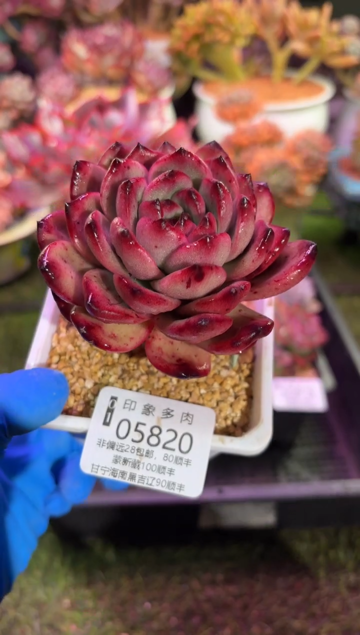 【闪购商品】05820