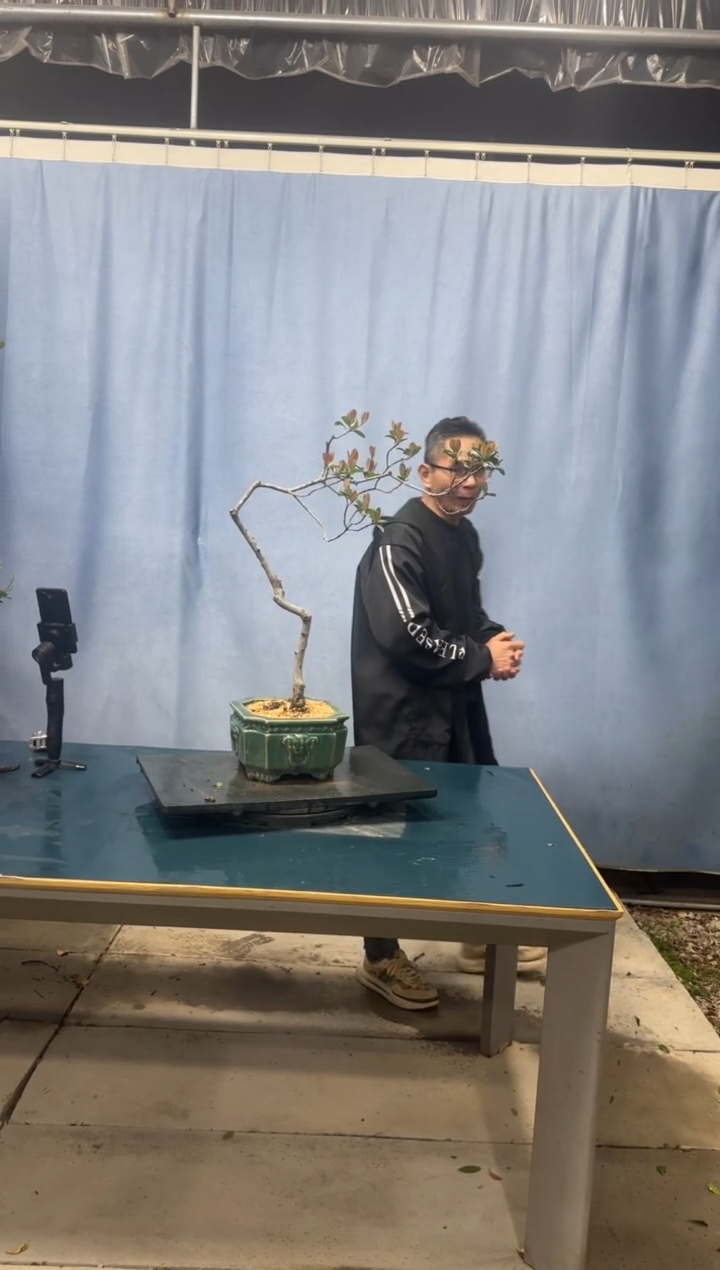 【闪购商品】盆景春花