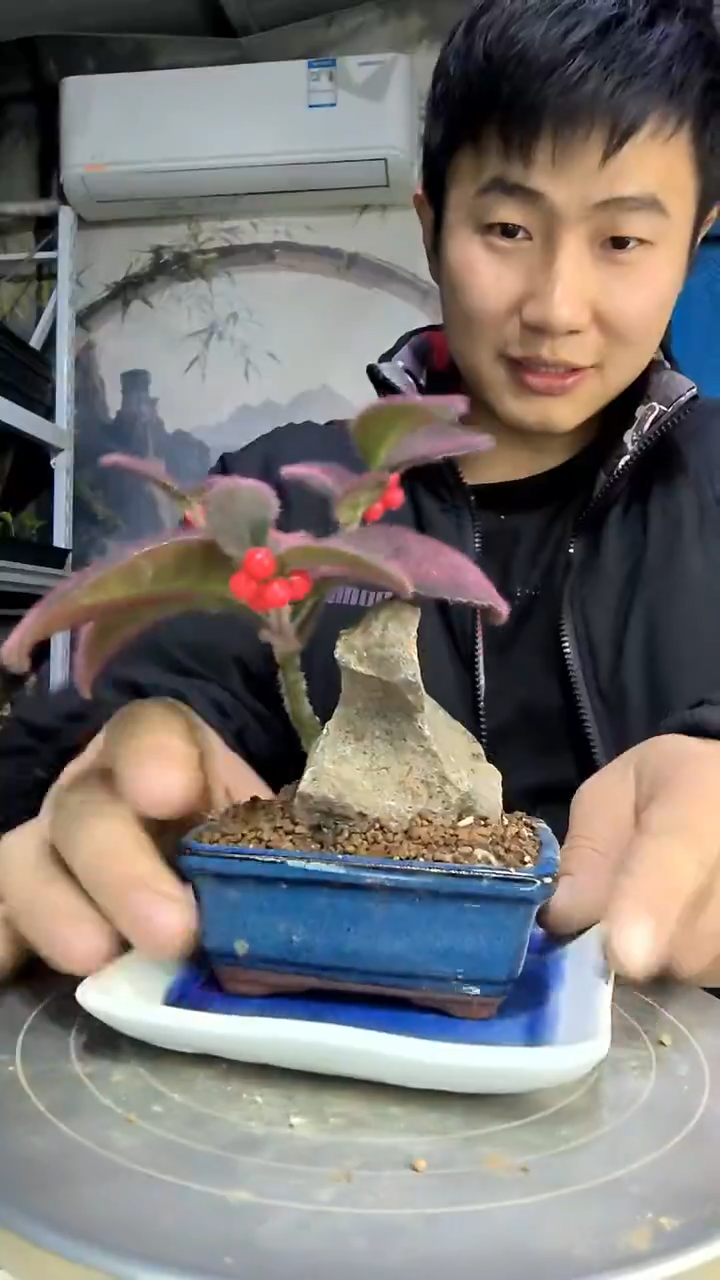 晟**风中青园艺一物一拍花276